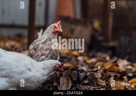Poules blanches marchant dans le paddock. Une poule blanche marche sur une pile de feuilles sèches dans une volière le jour de l'automne dans une ferme. Banque D'Images