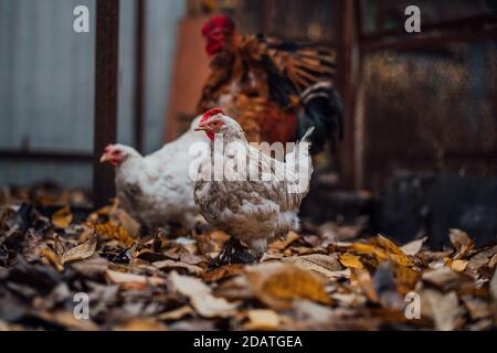 Poules blanches marchant dans le paddock. Une poule blanche marche sur une pile de feuilles sèches dans une volière le jour de l'automne dans une ferme. Banque D'Images