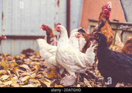 Poules marchant dans le paddock. La poule marche sur une pile de feuilles sèches dans une volière un jour d'automne dans une ferme. Banque D'Images