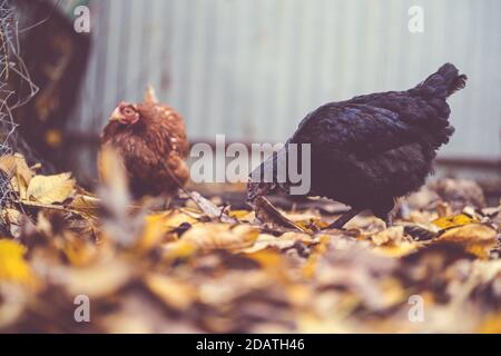 Poules marchant dans le paddock. La poule marche sur une pile de feuilles sèches dans une volière un jour d'automne dans une ferme. Banque D'Images