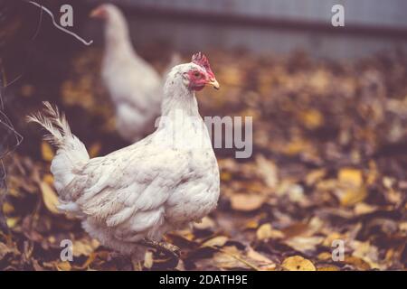 Poules blanches marchant dans le paddock. Une poule blanche marche sur une pile de feuilles sèches dans une volière le jour de l'automne dans une ferme. Banque D'Images