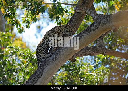 Jaguar (Panthera onca) escalade d'un arbre. Pantanal, Brésil Banque D'Images