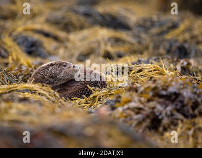 Otter mâle sauvage dans les Hébrides intérieures, en Écosse, fourrager le rivage d'un Loch Banque D'Images