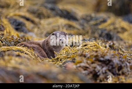 Otter mâle sauvage dans les Hébrides intérieures, en Écosse, fourrager le rivage d'un Loch Banque D'Images