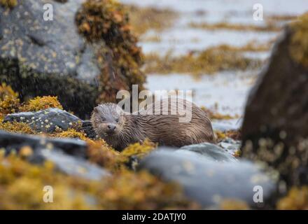 Otter mâle sauvage dans les Hébrides intérieures, en Écosse, fourrager le rivage d'un Loch Banque D'Images