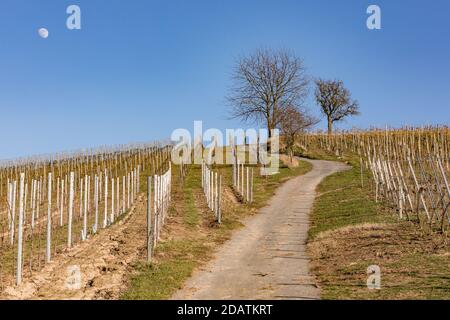 Un vignoble dans le sud de l'Allemagne vous invite à allez faire de la randonnée au soleil et sur la lune Banque D'Images