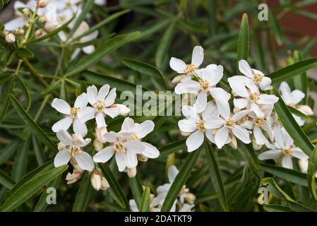 X dewitteana Choisya 'Aztec Pearl' Banque D'Images