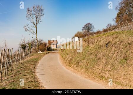 Un vignoble dans le sud de l'Allemagne vous invite à faites de la randonnée sous le soleil en hiver Banque D'Images