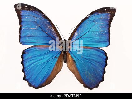 Beau papillon bleu isolé sur fond blanc Banque D'Images