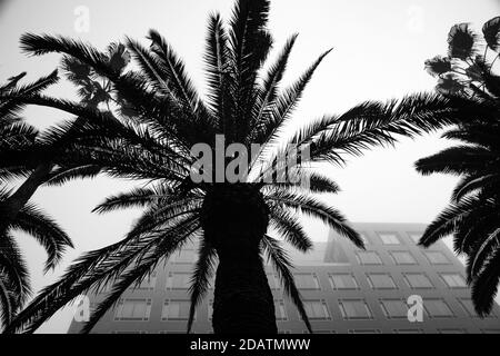 Prise de vue en niveaux de gris de palmiers avec un arrière-plan de bâtiment Banque D'Images