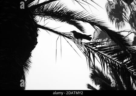 Photo en niveaux de gris d'un oiseau perché sur un palmier Banque D'Images