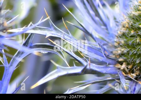 Sea Thistle de près et personnel Banque D'Images