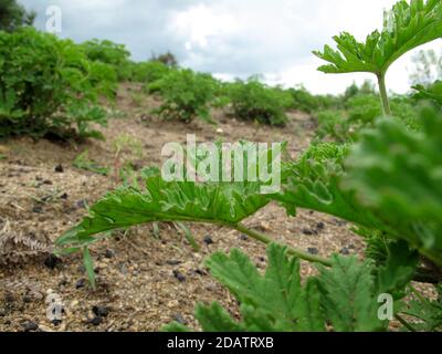 Geraniums de roses étant cultivés comme une récolte pour leur rose huile parfumée Banque D'Images