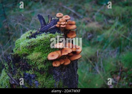 Un bouquet de champignons Armillaria mellea dans la forêt d'automne pousse le tronc d'arbre. Banque D'Images