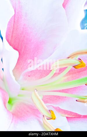 Macro d'une fleur rose de Lily, art abstrait artistique mur Banque D'Images