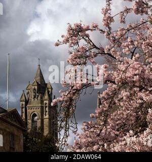 CAMBRIDGE, Royaume-Uni - 11 MARS 2020 : floraison printanière avec la tour de l'église de la réforme unitaire d'Emanuel en arrière-plan Banque D'Images