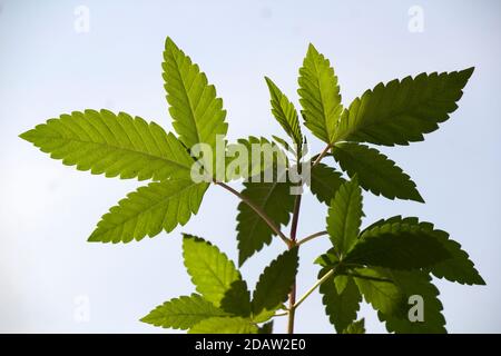 Photo de l'usine de cannabis en gros plan. Texture des feuilles vertes. Arrière-plan flou, mise au point sélective. Concept de médecine alternative. Banque D'Images