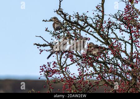 Faune du Royaume-Uni : troupeau de fieldfares (Turdus pilaris) dans un arbre aubépine mangeant des baies rouges peu après son arrivée de la migration, Ilkley, West Yorkshire Banque D'Images