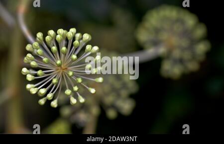 Fatsia japonica - aralia japonaise Banque D'Images