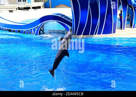 Orlando, Floride, États-Unis - 22 septembre 2019 - UN dauphin sautant dans une piscine Banque D'Images