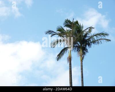 Belle photo de palmiers sur fond de ciel Banque D'Images