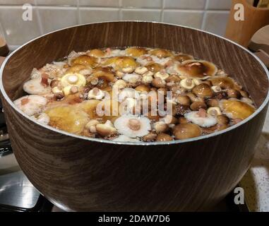 Jeunes spécimens d'Armillaria mellea cuisant dans une casserole d'eau. Banque D'Images