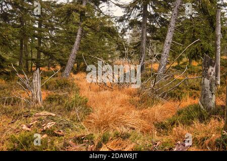 Paysage sauvage du parc national de Harz en Basse-Saxe, Allemagne. Banque D'Images