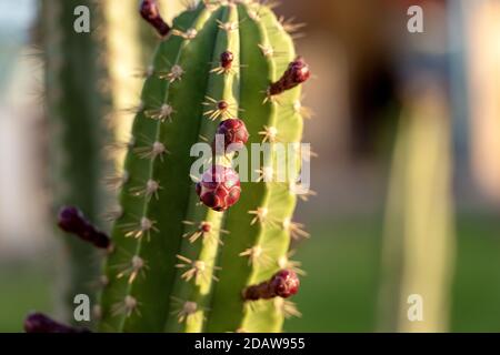 Gros plan des boutons de fleurs rouges d'un cactus vert, plante succulente. Égypte, Afrique. Banque D'Images