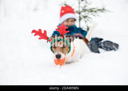 Chien portant des bois de renne et petit Père Noël en rouge chapeau qui se rompait dans la neige avec un jouet Banque D'Images