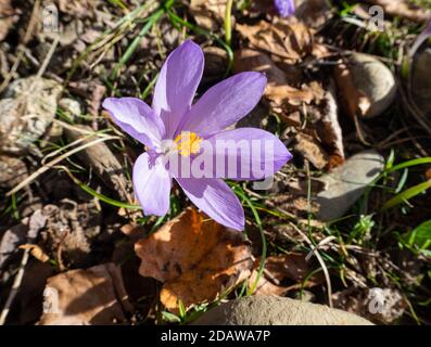 colchicum automnale plante de fleur toxique Banque D'Images