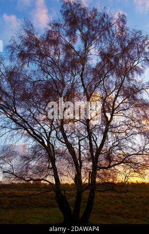 Silhouette d'un seul arbre contre le ciel au coucher du soleil. Composition verticale, plein format, image couleur. Banque D'Images