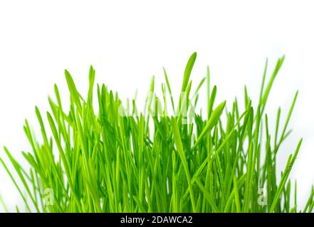 Herbe verte fraîche sur fond clair. Banque D'Images