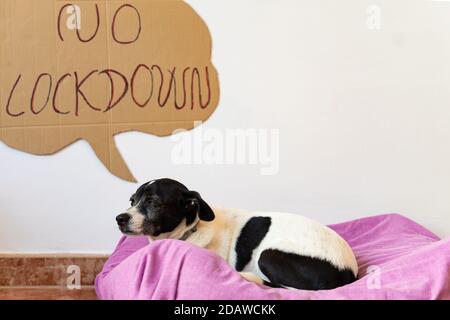 Chien avec les yeux adorables sentimentaux sur un lit. Chien activiste pas de verrouillage. Coronavirus et concept d'animal de compagnie. Banque D'Images