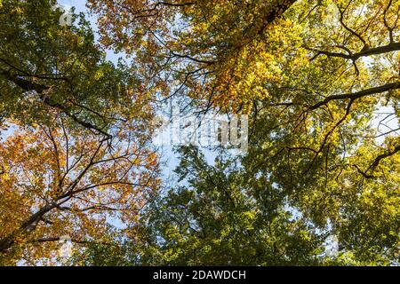 Les hêtres (Fagus sylvatica) dans une forêt d'automne, l'Allemagne, de l'Europe Banque D'Images