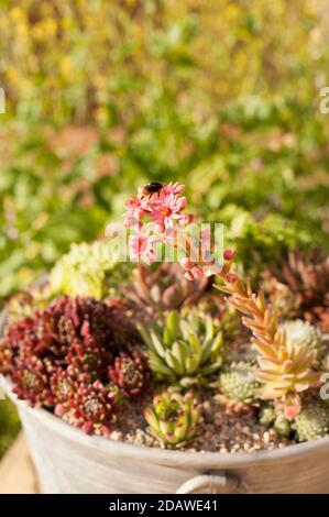 Exposition de Sempervivum mixte, Houseleeeeeeeeeeeks, avec un Sempervivum arachnoideum, Cobweb Houseleek, en fleur Banque D'Images