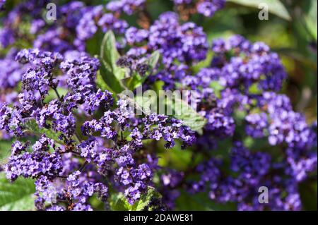 Héliotrope Dwarf Marine, Heliotropium arborescens en fleur Banque D'Images