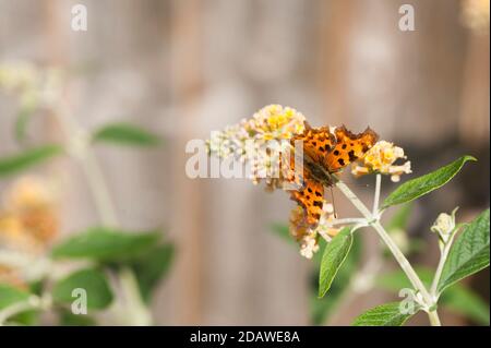 Comma Butterfly, Polygonia c-album on Buddleja x weyeriana 'Sungold' Banque D'Images