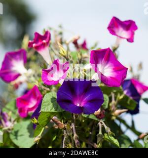 Ipomoea purpurea «Grandpa Otts» (violet) et «Party Dress», gloire du matin grandissant ensemble Banque D'Images