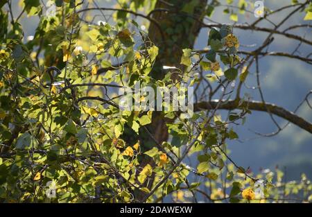 La lumière du soleil montre les couleurs romantiques de la forêt d'automne dans Toscane Italie Banque D'Images
