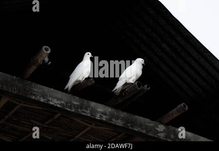 Pigeon blanc ou colombes sur fond noir, pigeon blanc isolé, oiseau de paix Banque D'Images