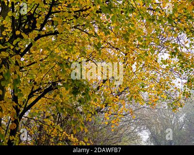 Feuilles d'automne colorées sur les branches d'une rangée de jeunes hêtres Banque D'Images