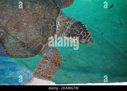 Tortue de mer nageant au port de Monemvasia, Péloponnèse, Grèce Banque D'Images