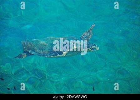 Tortue de mer nageant au port de Monemvasia, Péloponnèse, Grèce Banque D'Images