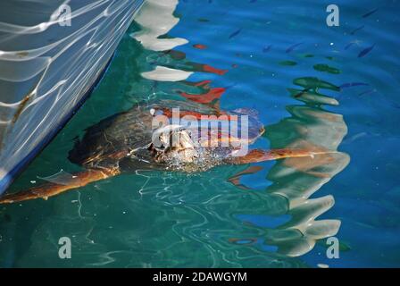 Tortue de mer nageant au port de Monemvasia, Péloponnèse, Grèce Banque D'Images