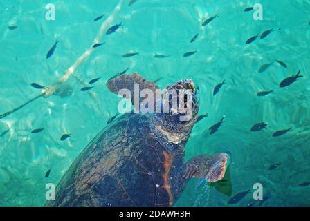 Tortue de mer nageant au port de Monemvasia, Péloponnèse, Grèce Banque D'Images