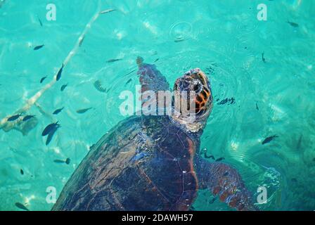 Tortue de mer nageant au port de Monemvasia, Péloponnèse, Grèce Banque D'Images