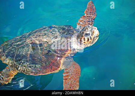 Tortue de mer nageant au port de Monemvasia, Péloponnèse, Grèce Banque D'Images