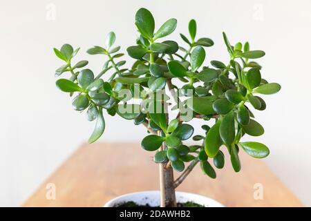 Plante de Jade, crasula ovata sur table de cuisine Banque D'Images