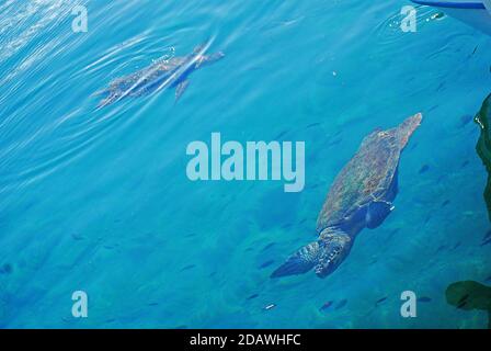 Tortue de mer nageant au port de Monemvasia, Péloponnèse, Grèce Banque D'Images