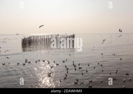 Les oiseaux de mouettes volent sur le ciel et la mer, volant autour d'une clôture en forme de coeur de bambou, dans une rive delta de rivière, à Bangpoo Thaïlande dans le ciel crépuscule, sensible FO Banque D'Images